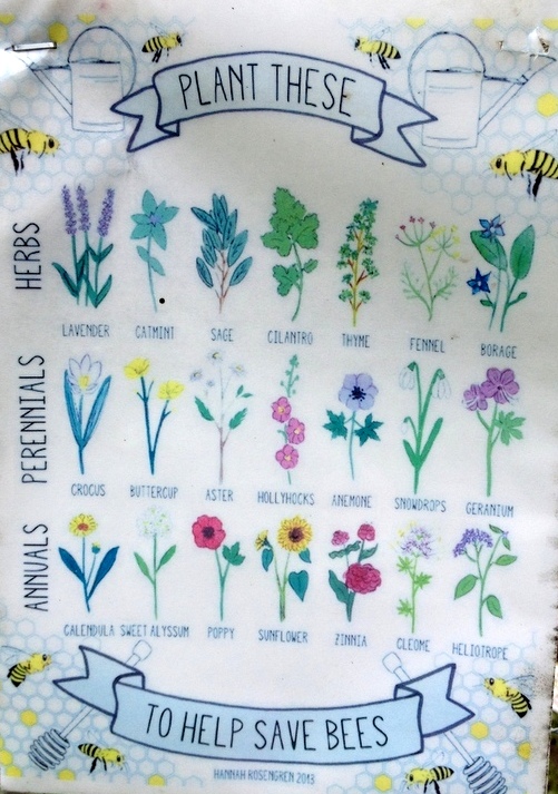 Bee friendly plants